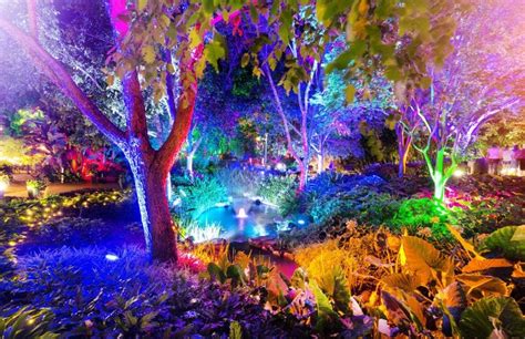 Unveiling the Mystical Charm of a Mesmerizing Light Show in a Garden